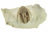 Top Quality Lichid (Hoplolichoides) Trilobite - Russia #227314-5